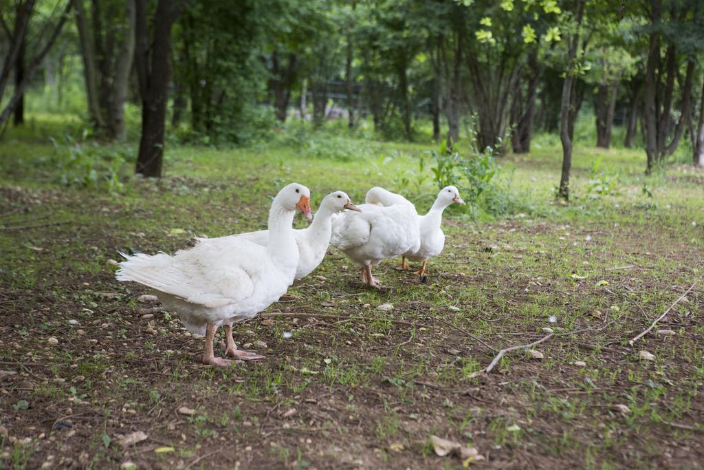 Agriturismo Borg Da Ocjs Medea Екстериор снимка